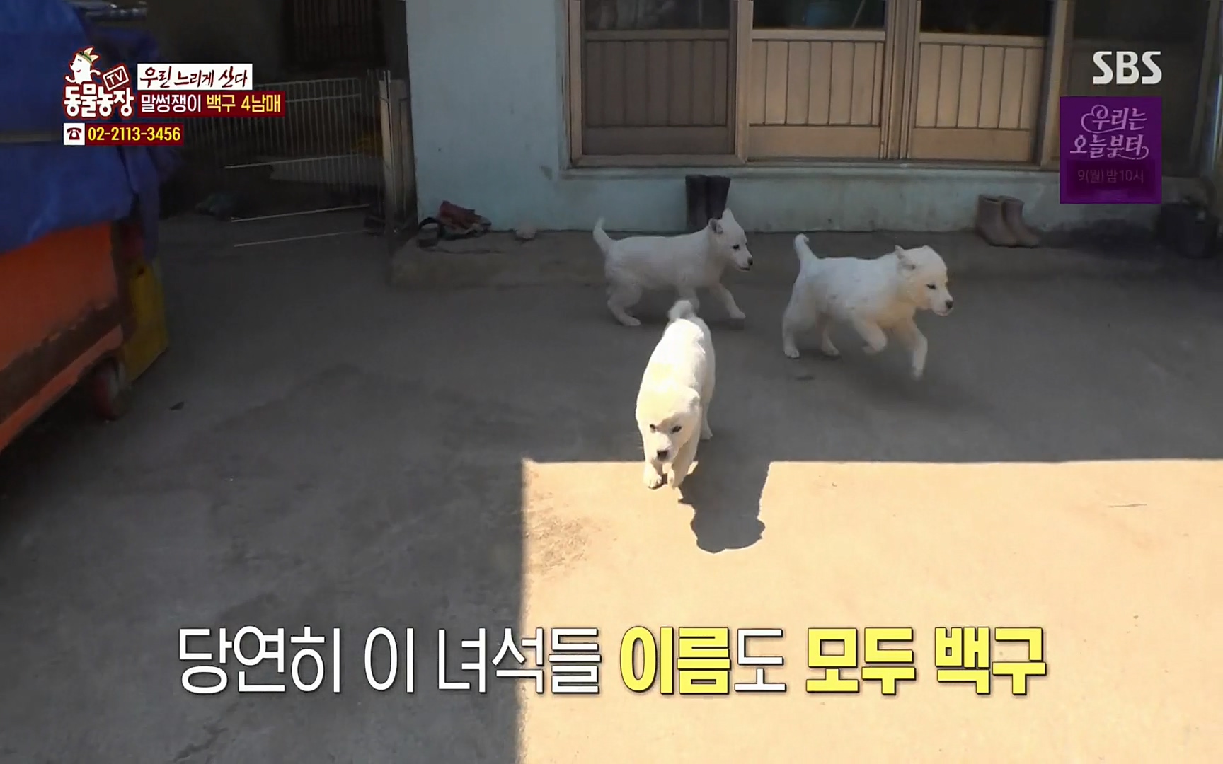 TV 동물농장.E1067.220501p.H264-F1RST.mp4_20220501_183946.497.jpg
