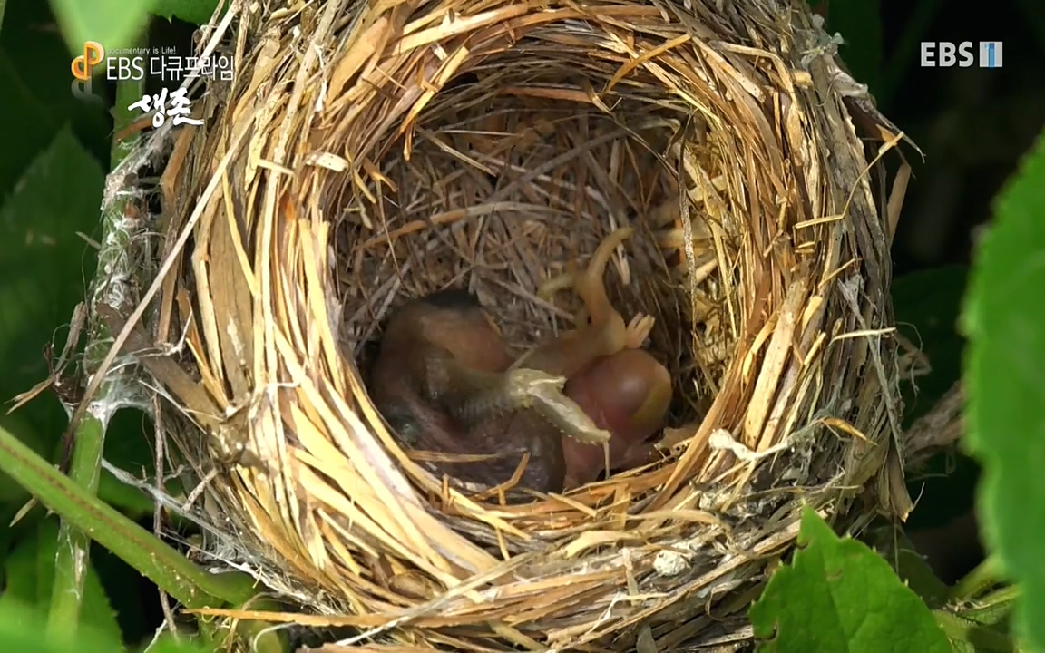 생존 3부_ EBS 다큐프라임_ 220629.avi_20220701_204650.756.jpg