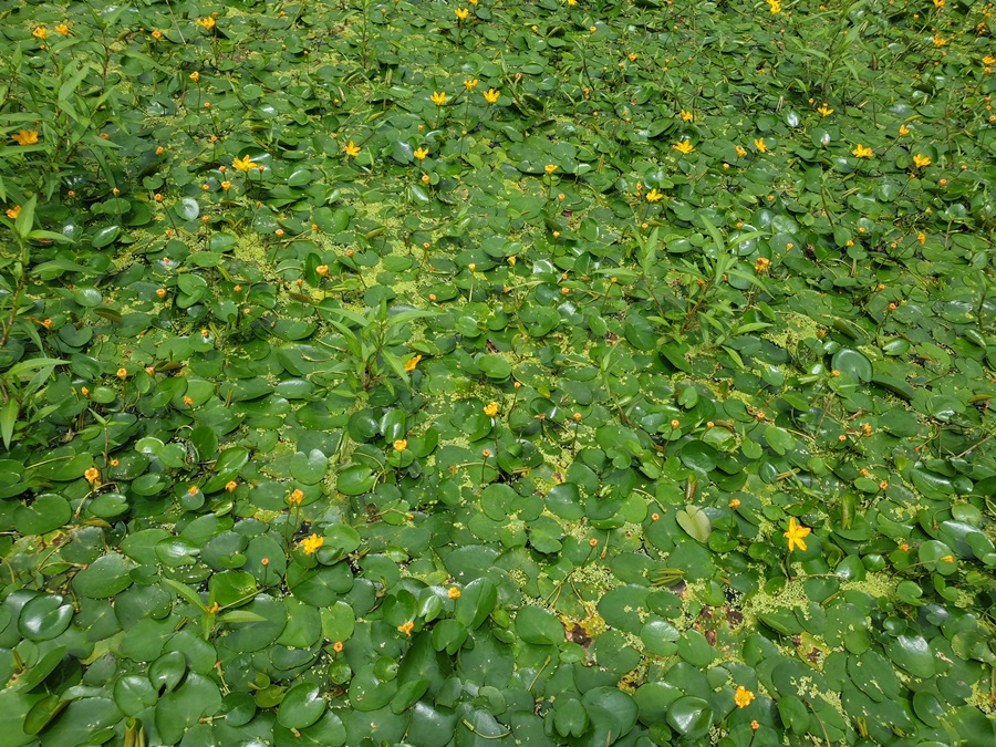 노랑여리연꽃