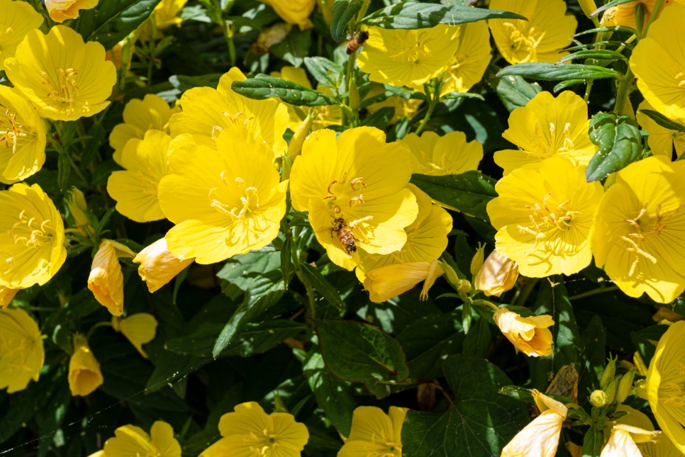 꽃사진 여름의 시골 1