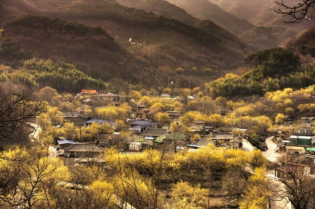 전남 구례 산수유꽃 축제 사진