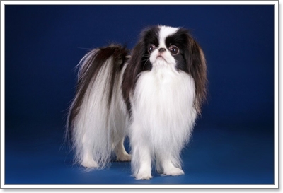  재패니즈 친 분양가격 및 크기, 역사 및 성격에 대해(Japanese Chin)