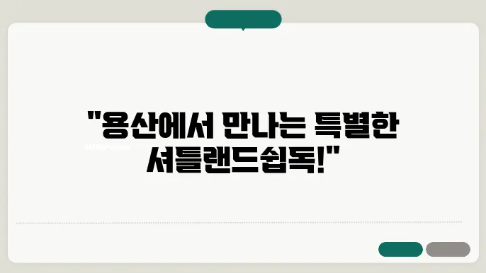 셔틀랜드쉽독분양 특별한 만남 용산셔틀랜드쉽독분양