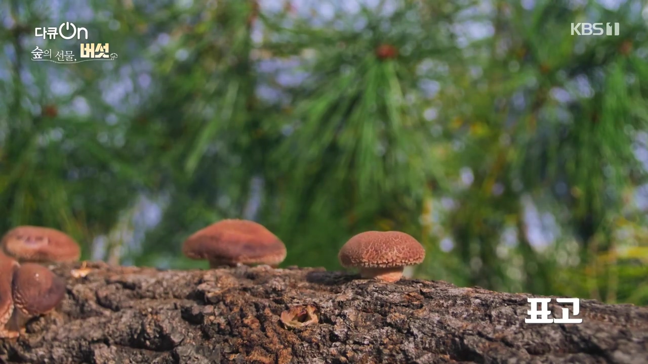 다큐 온.E227.231120p-NEXT.mp4_20231121_201834.202.jpg