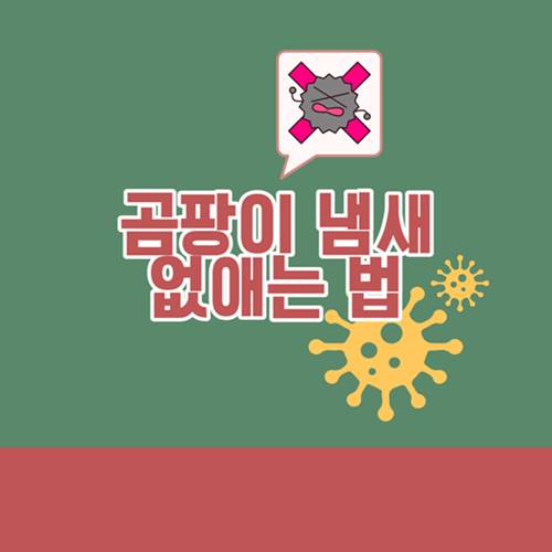 곰팡이-냄새-없애는-법-제거-방법