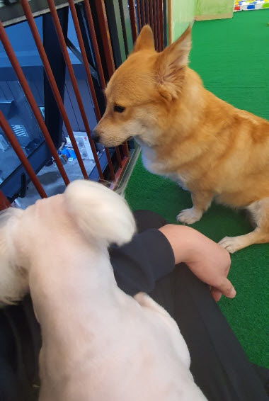 아이들과 항상 붙어있나요? 천안애견호텔 펫시터가 아이들과 항상 붙어있나요? 천안애견호텔 펫시터가