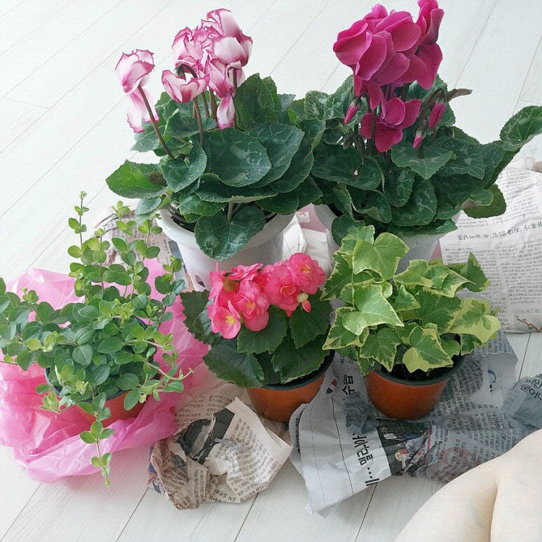 화초 이름 찾기 빠르게