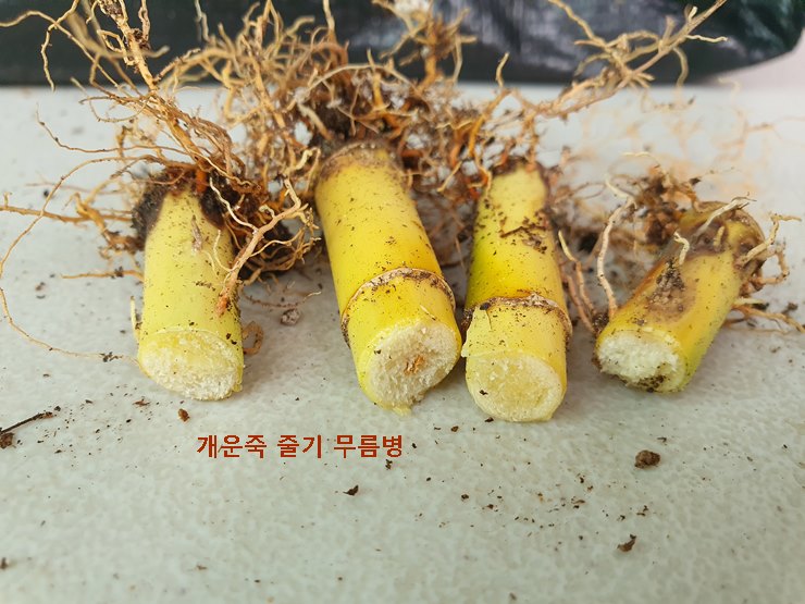 개운죽 줄기 밑둥 무름병