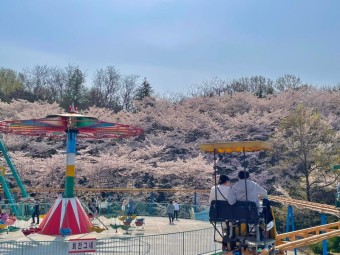 벚꽃 명소