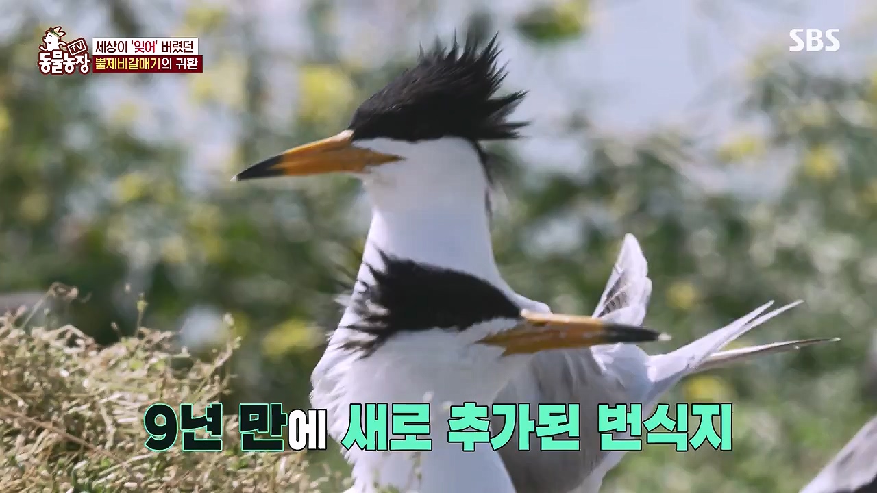 TV 동물농장.E1181.240722p-NEXT.mp4_20240721_165606.626.jpg