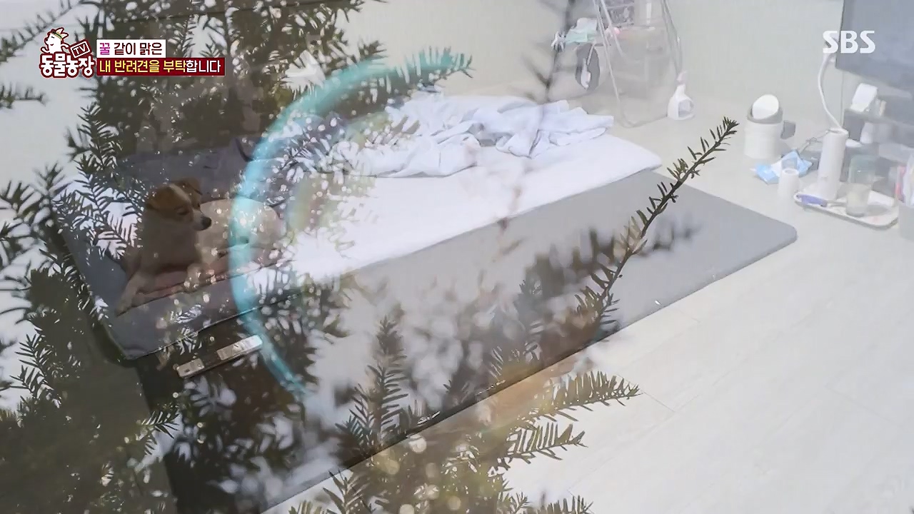 TV 동물농장.E1174.240603p-NEXT.mp4_20240602_155741.582.jpg