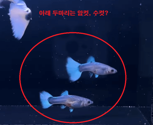 구피 암수 구별하는 방법