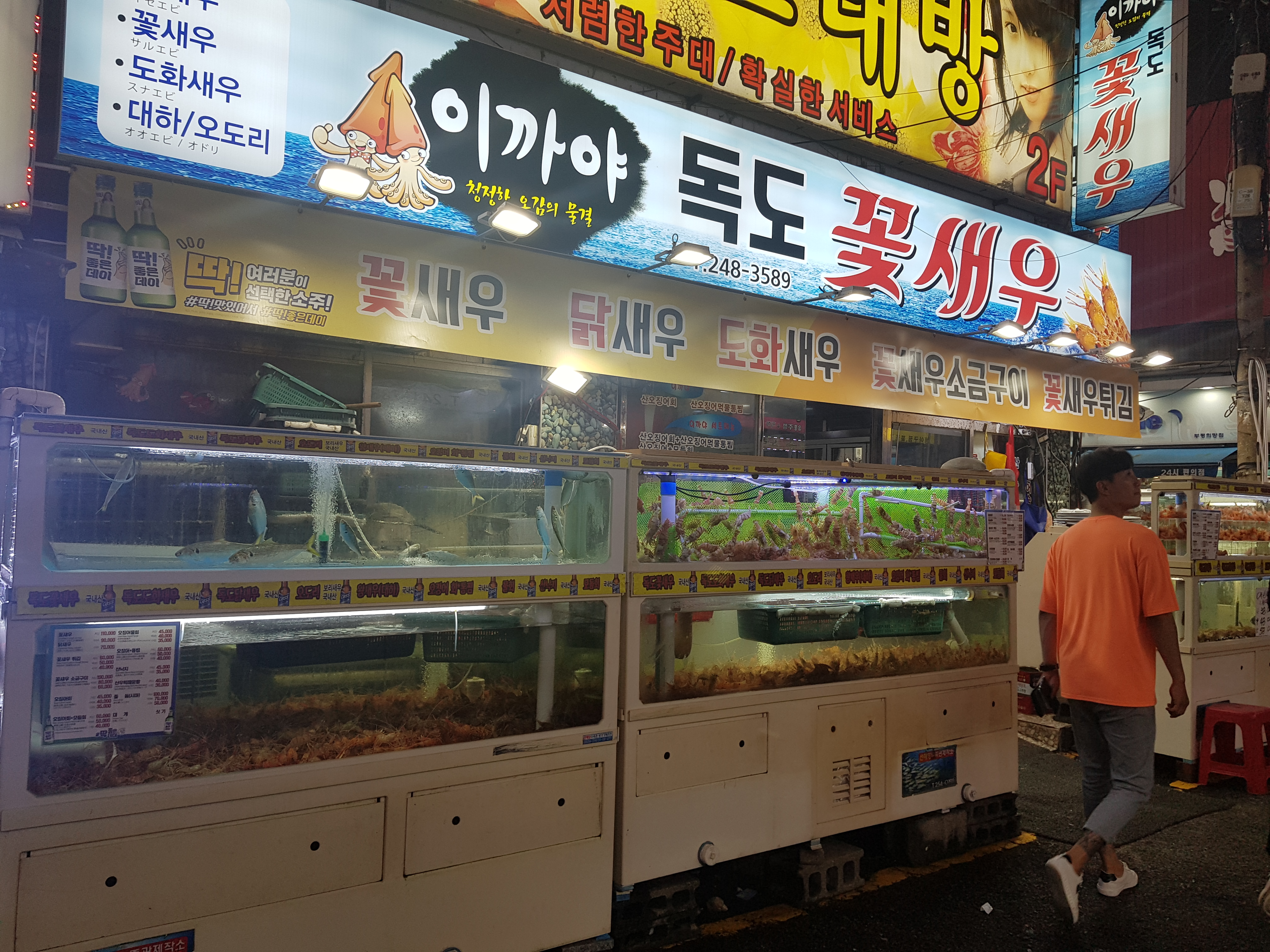 독도꽃새우 이미지