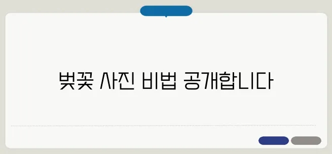벚꽃 사진 잘 찍는 법! 인생샷 팁 & 카메라 설정