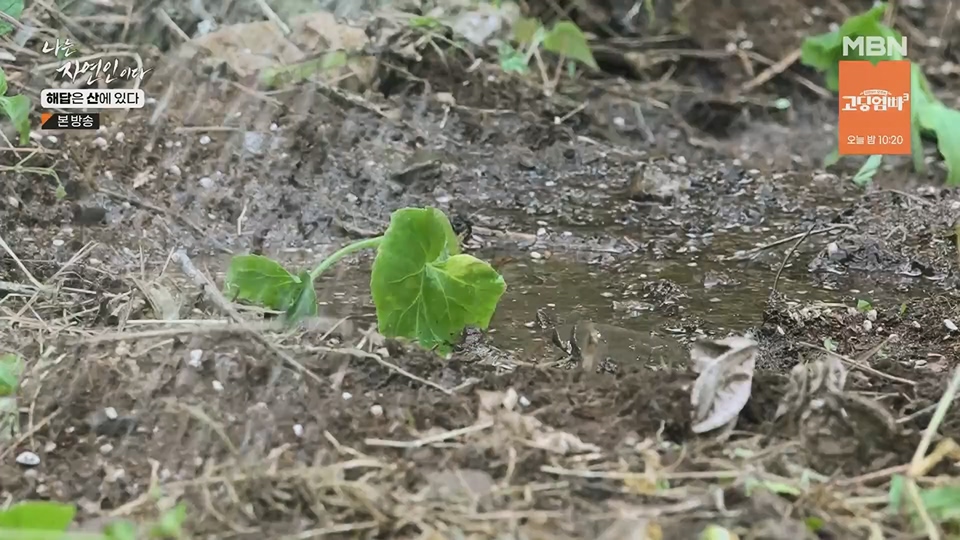 나는 자연인이다.E559.230621p.H264-F1RST.mp4_20230622_204028.633.jpg