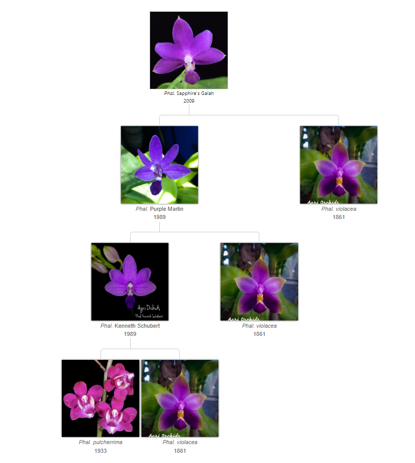 Phalaenopsis Sapphire&#39;s Galah 가계도