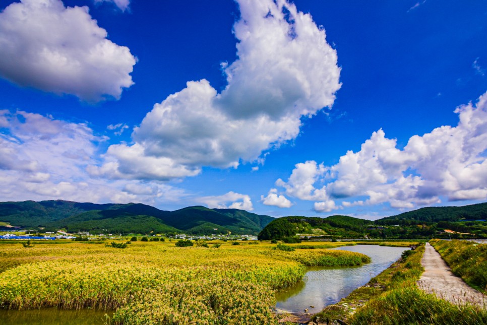 거제 오수마을 갈대밭 가을이 찾아온 8