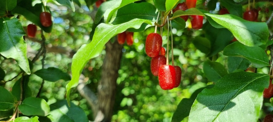  보리수 효능