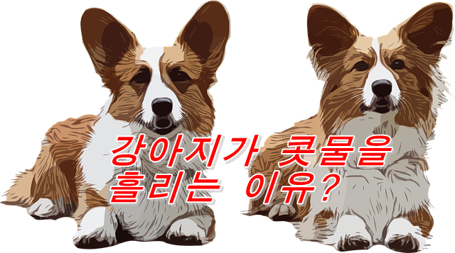  개 콧물이 흘러내리면 병일까요?