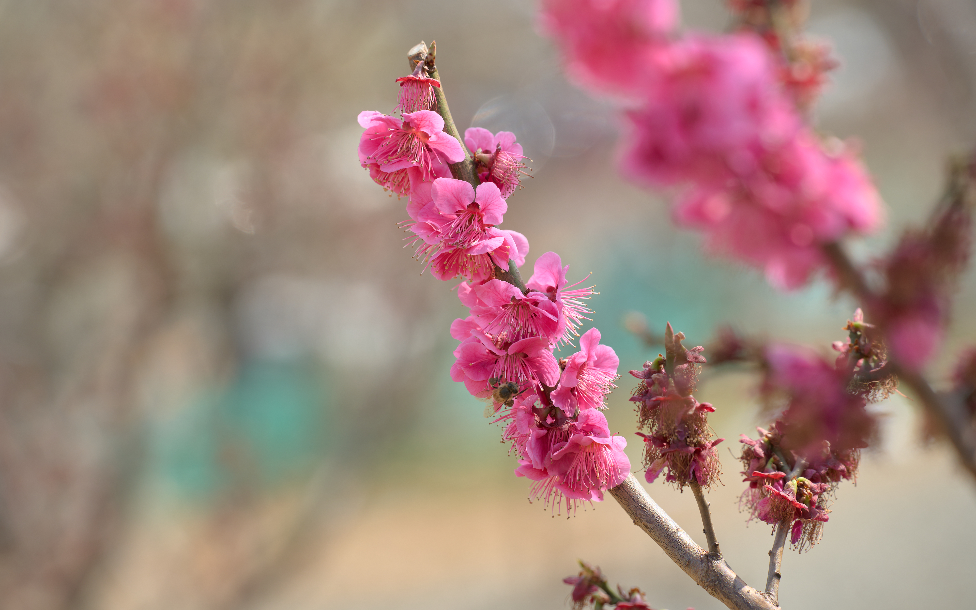 기장매화원 매화축제 52