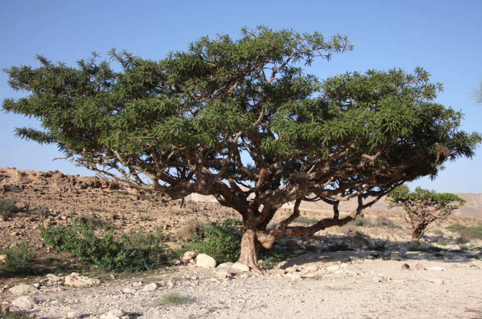 아프리카에서 자라는 유향나무