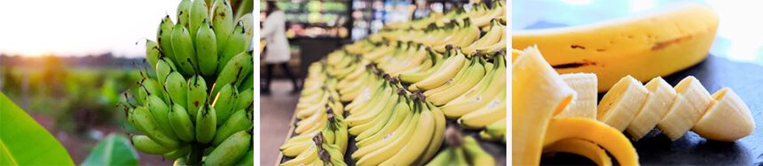 자라고 있는 바나나와 상품으로 판매되는 바나나 사진