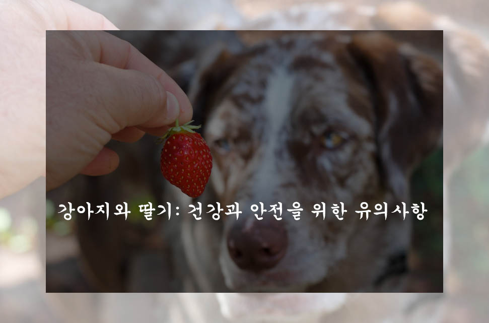 강아지와 딸기: 건강과 안전을 위한 유의사항