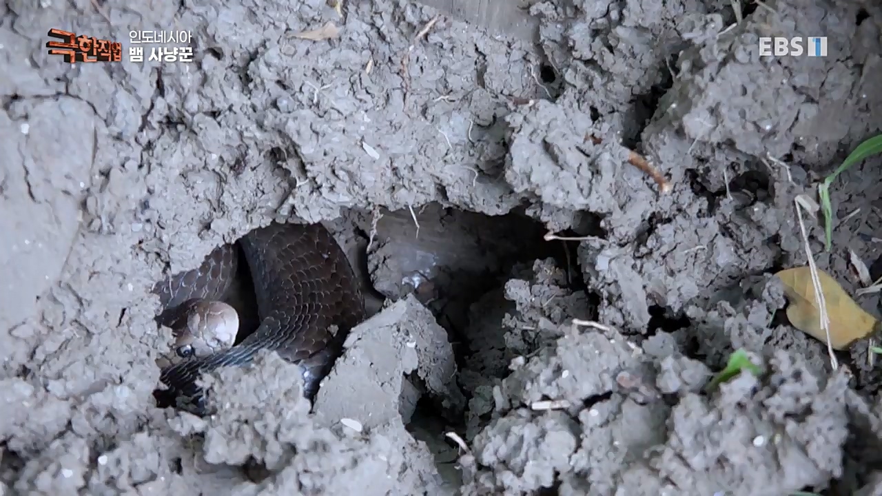 TV - 교육의 중심 EBS인도네시아 뱀사냥꾼.mp4_20221211_181457.085.jpg