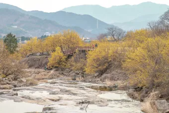 구례 산수유축제 기간 산수유마을 개화시기_17