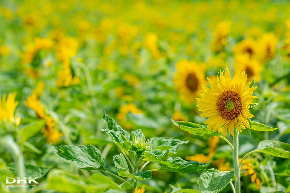 국내 1박2일 여름 여행 추천1박2일 서해 섬여행 신안 가볼만한곳 자은도 1004뮤지엄파크 세계조개박물관, 해바라기 8