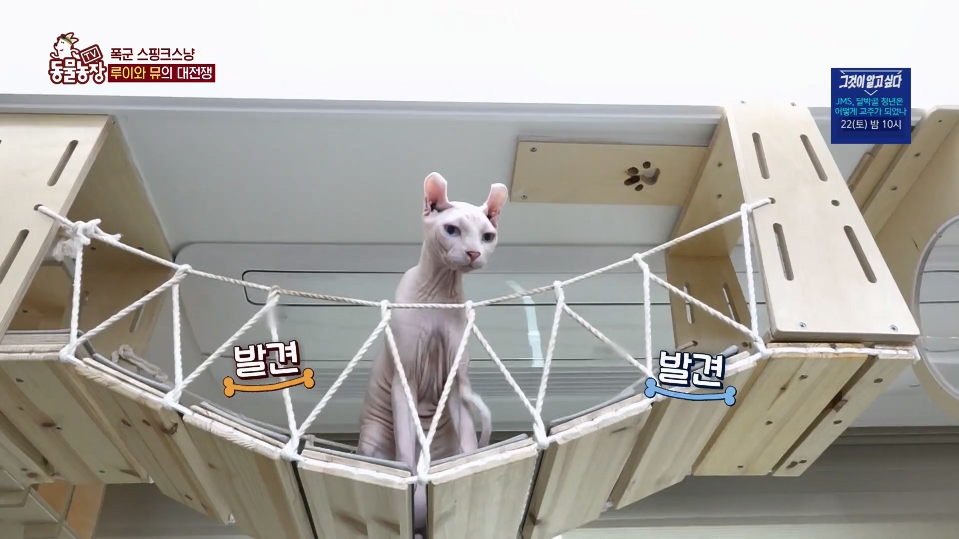 TV 동물농장.E1116.230416p.H264-F1RST.mp4_20230418_194206.915.jpg