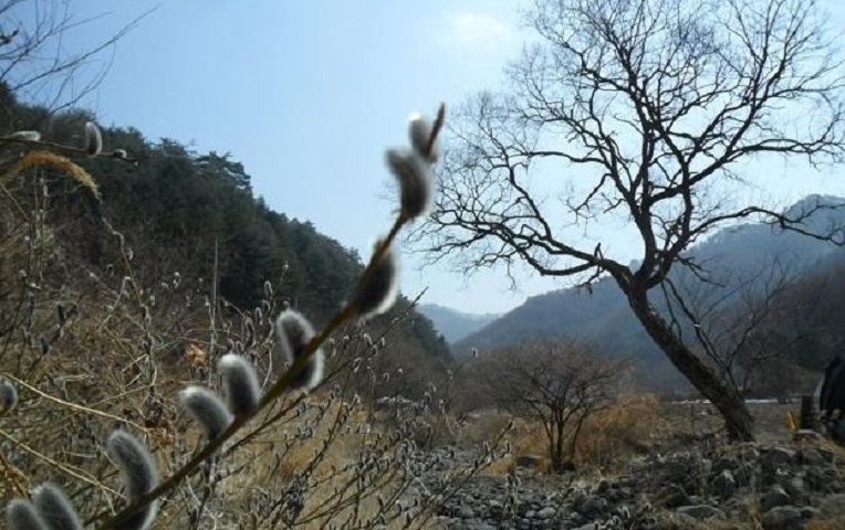 버들식품 이미지