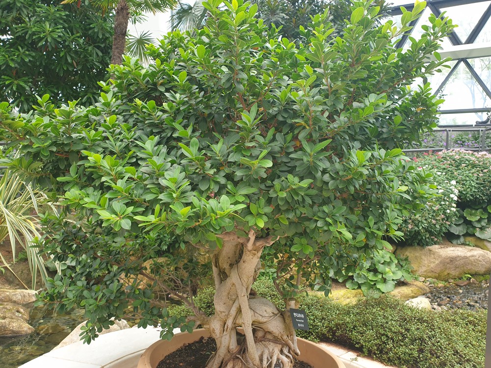 판다-고무나무