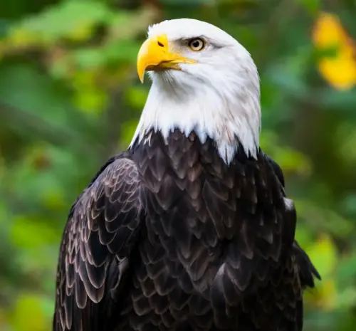 Eagle&#44; 독수리