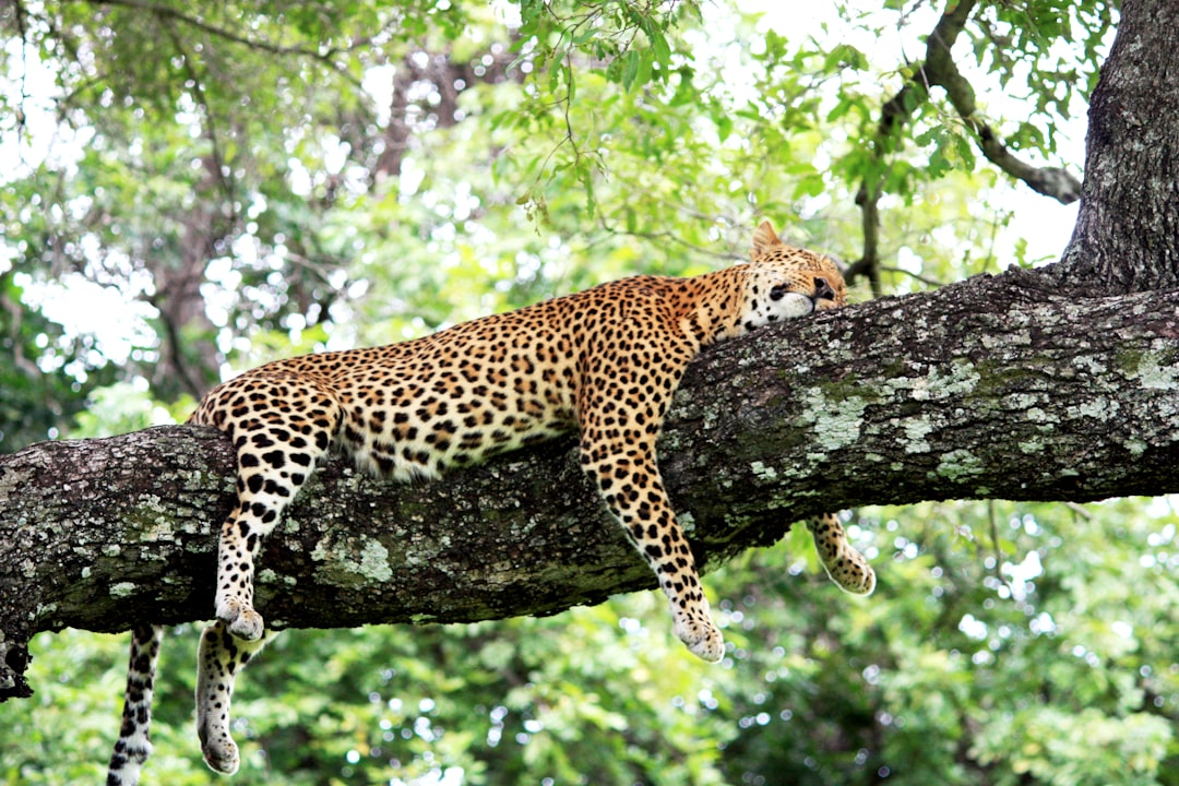 Cheetah