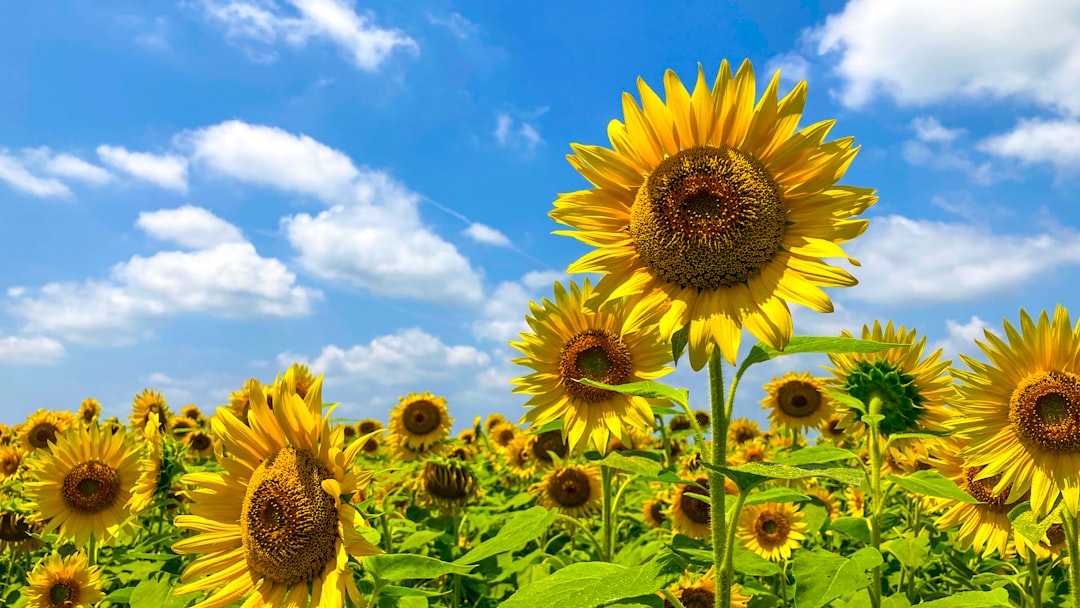 Sunflower