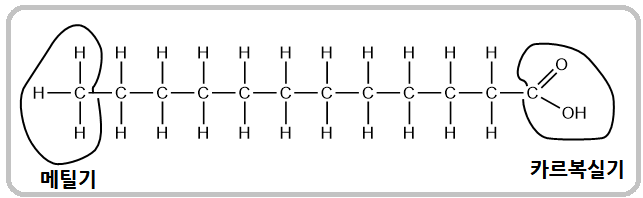 포화지방산-화학적구조