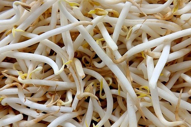  콩나물 효능 및 부작용 알고 먹으면 이만한 건강식 따로 없다!