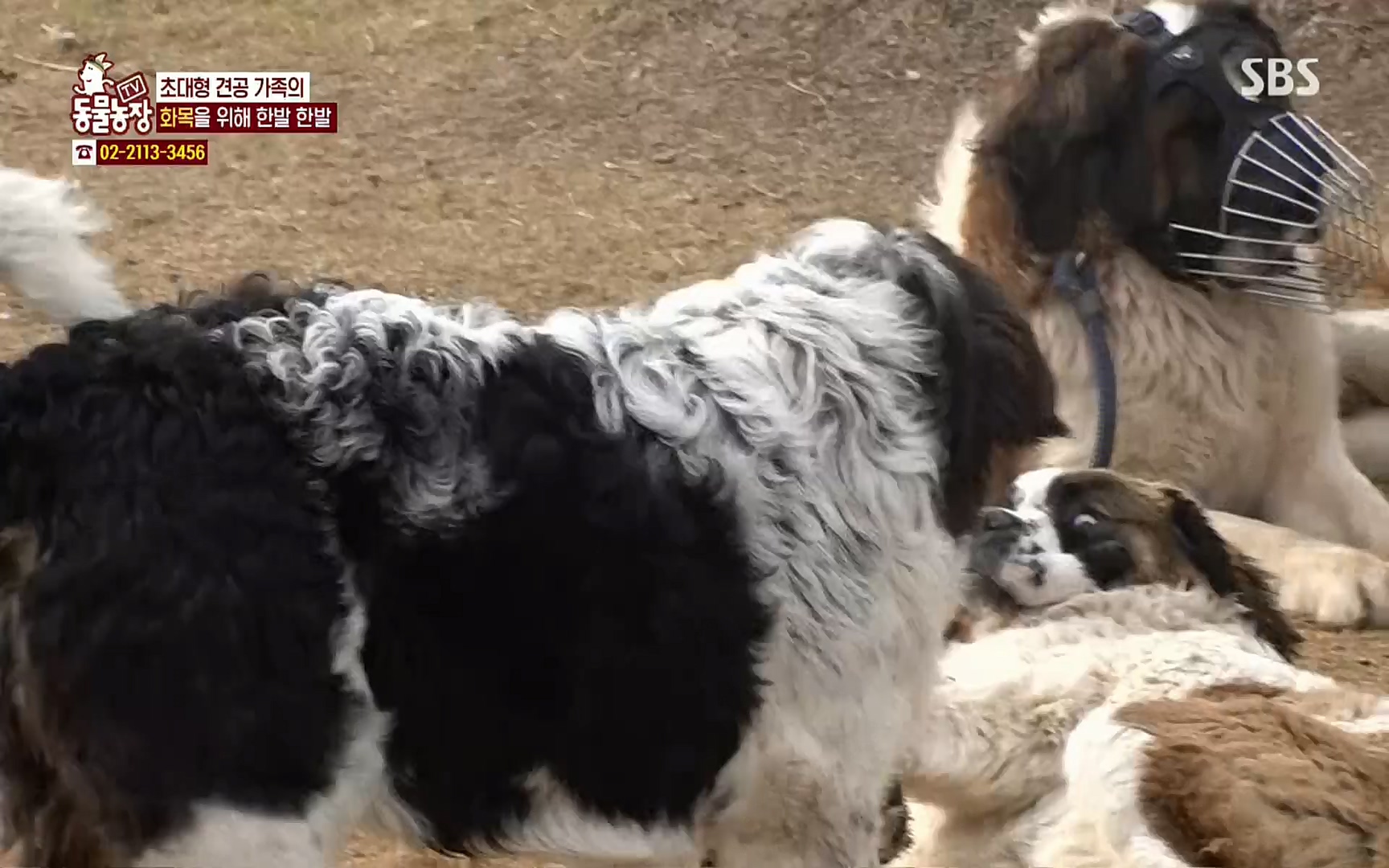 TV 동물농장.E1064.220410p.H264-F1RST.mp4_20220410_184944.508.jpg