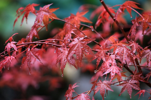 설악산-단풍-사진