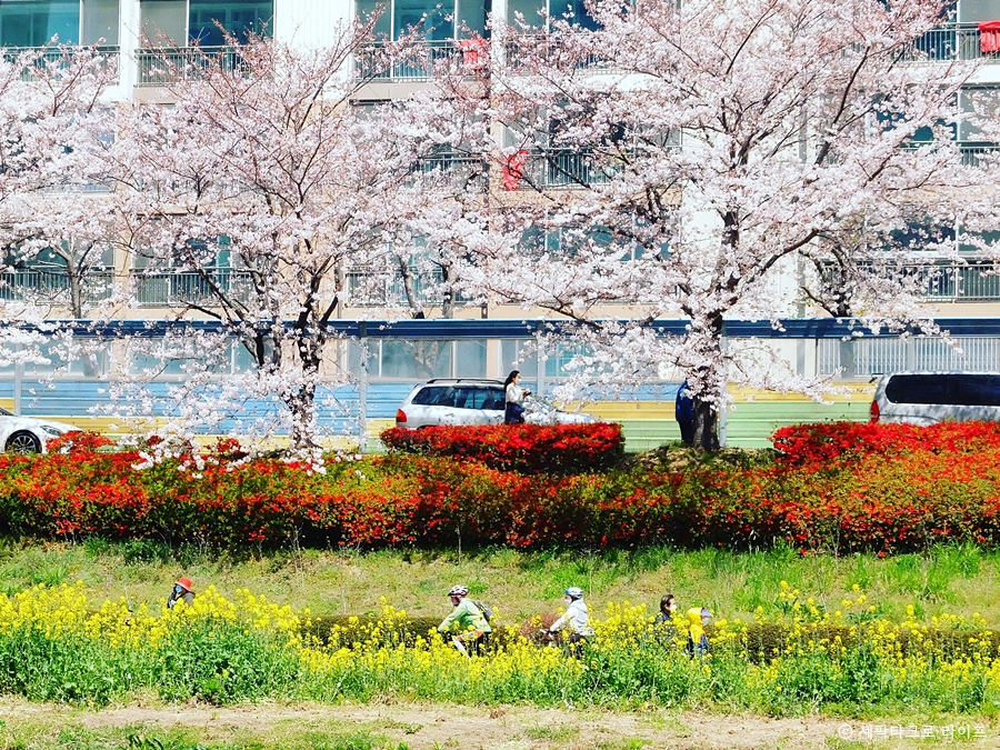 온천천벚꽃사진