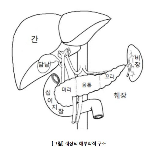 췌장위치
