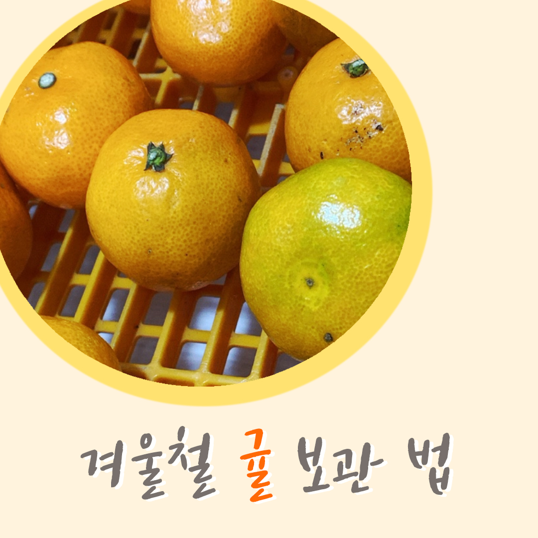  [귤 보관 법] 겨울철 맛있는 귤, 오래 보관하는 뀰(?)팁