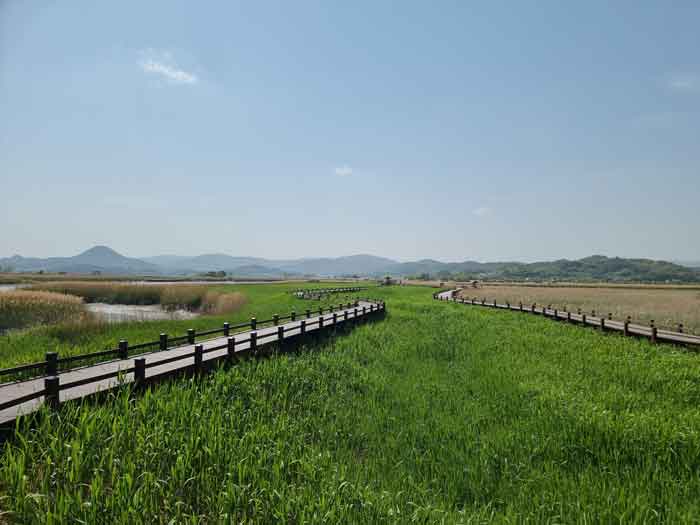 순천만습지 갈대밭 사이에 청보리색의 푸른빛 갈대밭이 찍힌 사진