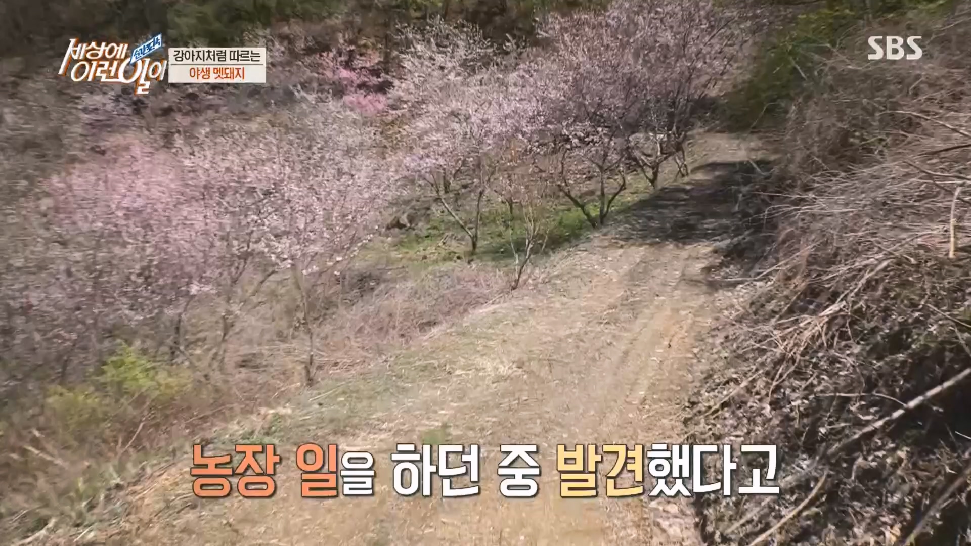 순간포착 세상에 이런일이.E1227.230425p.H264-F1RST.mp4_20230426_194343.428.jpg