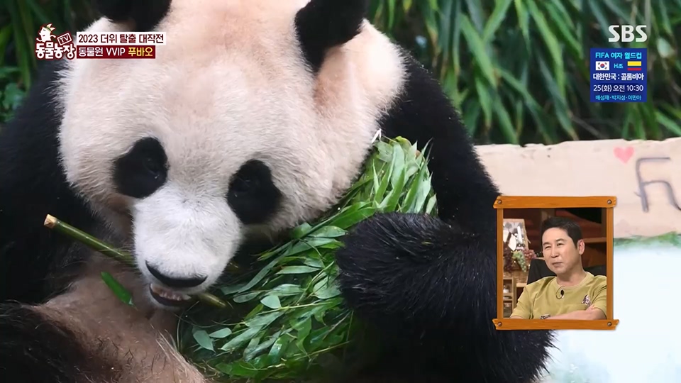 TV 동물농장.E1129.230716p.H264-F1RST.mp4_20230716_183631.144.jpg