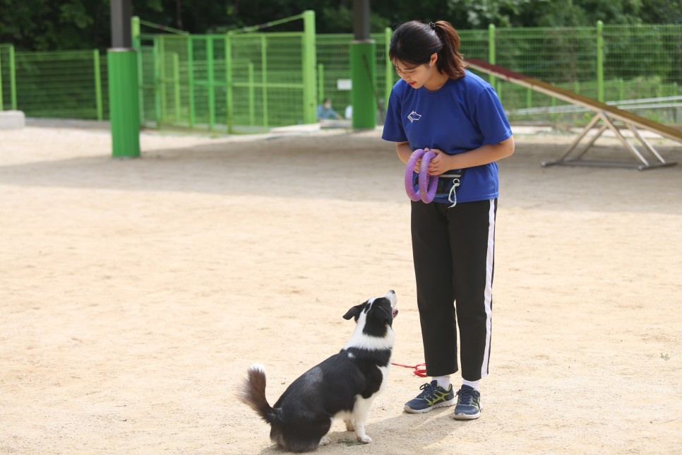 학과 정보를 알아보자! 동물보건복지학과 전망 및 2
