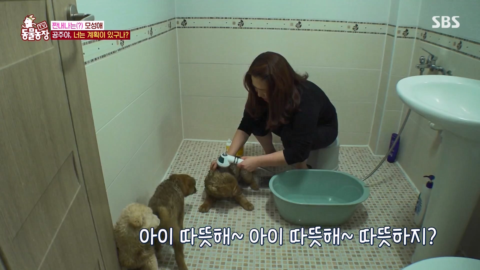 TV 동물농장.E1163.240317p-NEXT.mp4_20240317_171053.179.jpg