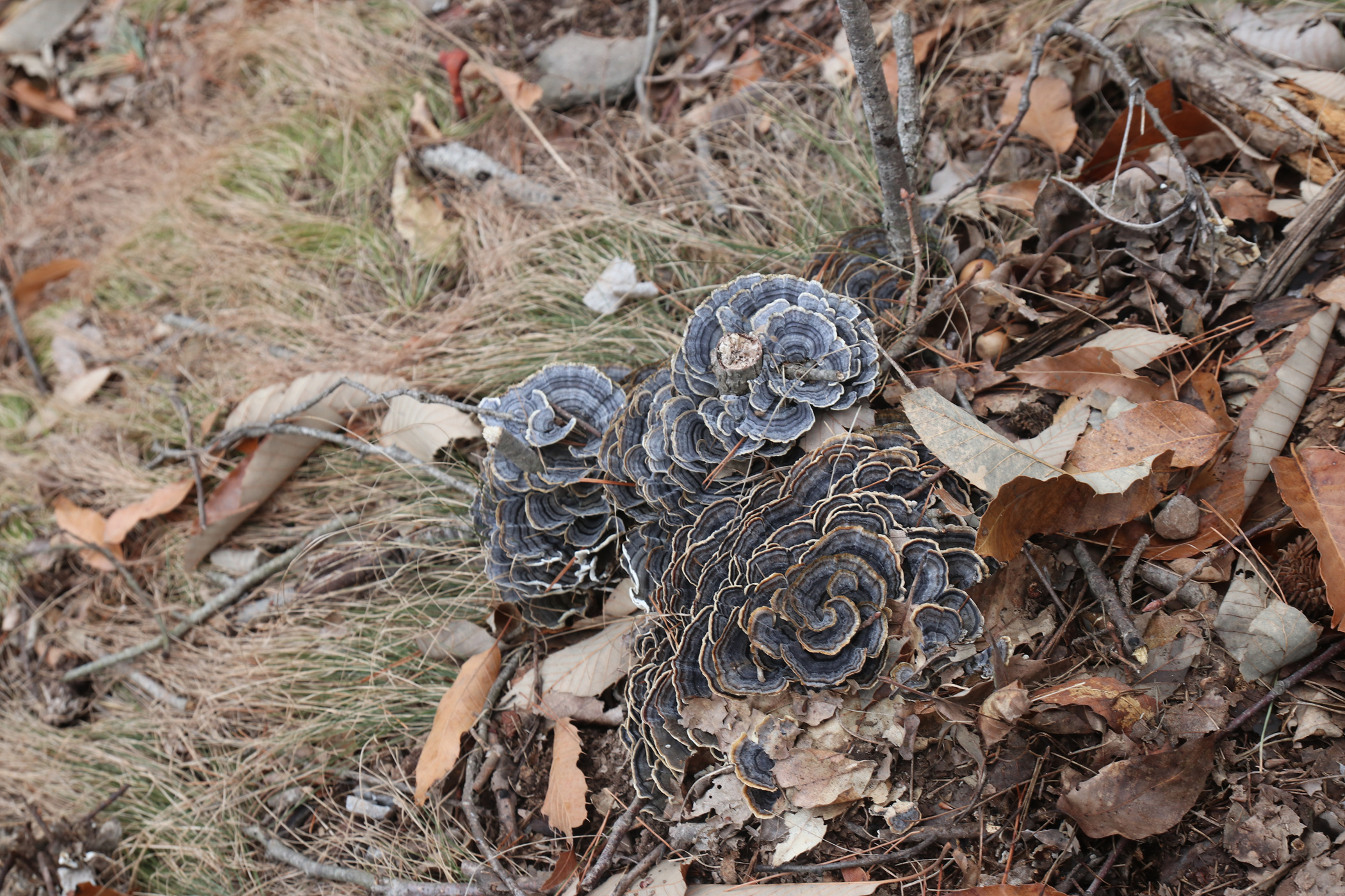 경남 의령군 국사봉 05 24