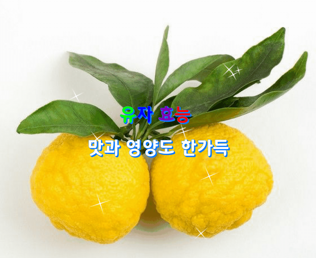  유자 효능 맛과 영양도 한가득